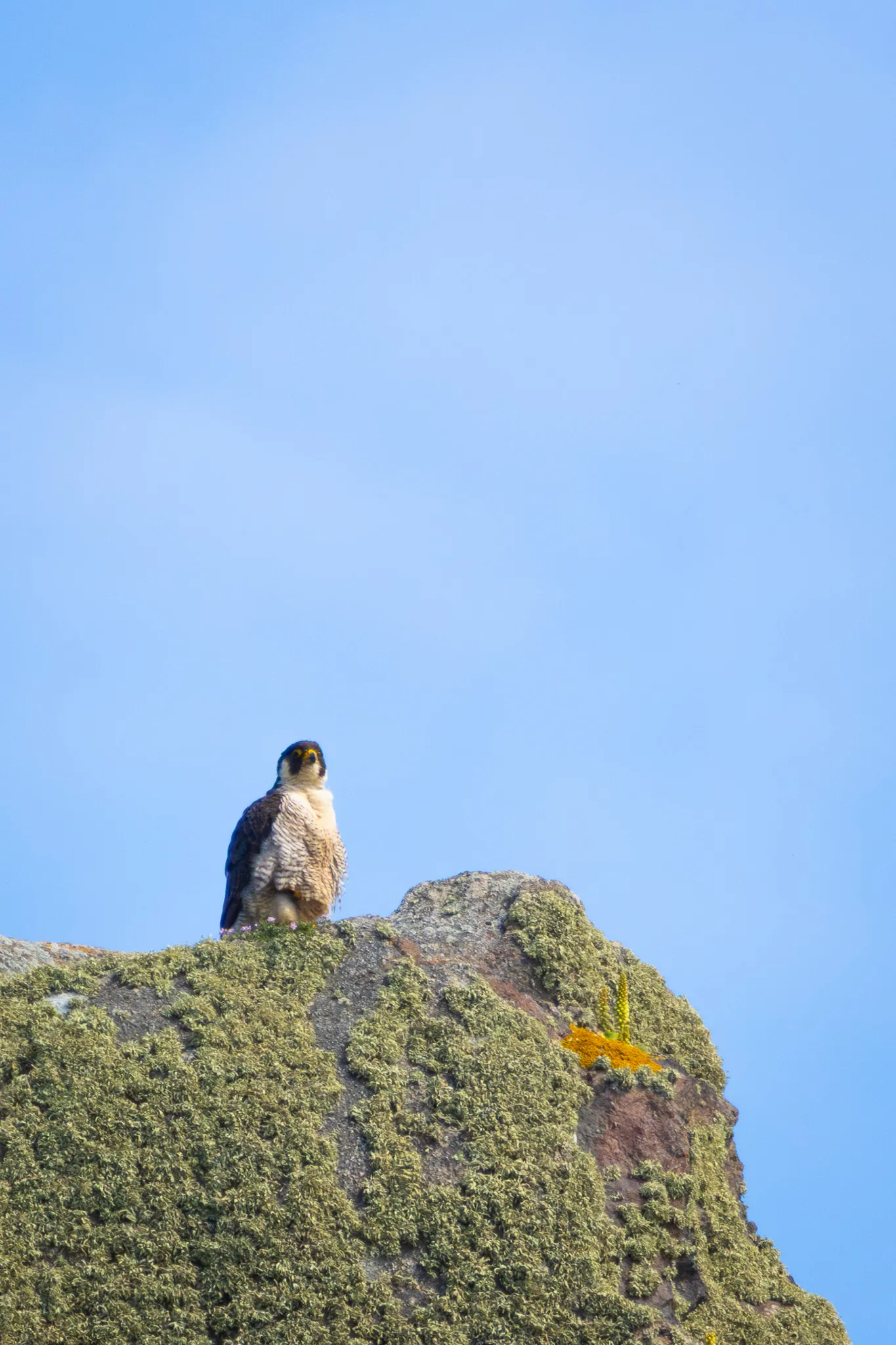 Peregrine falcon and lighthouse near Cancale