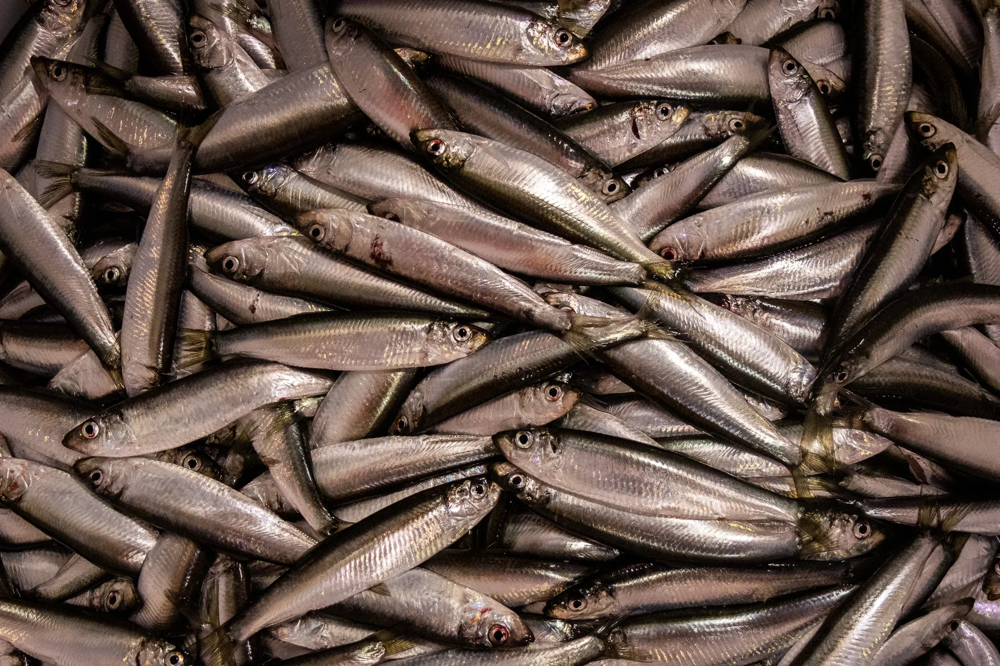 Sprat catch awaiting processing