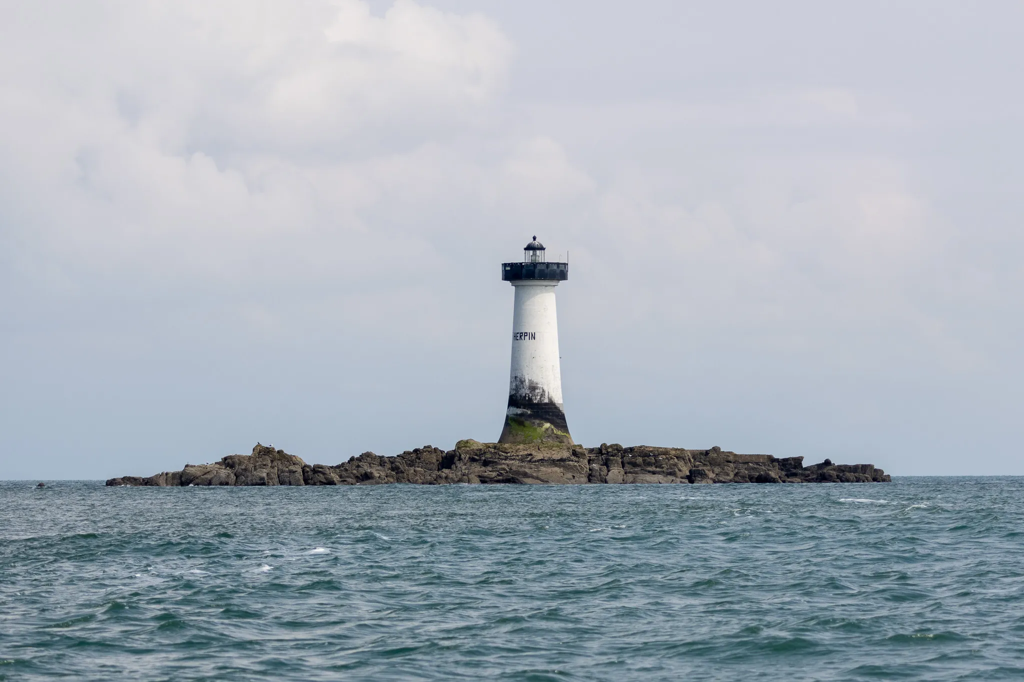 Peregrine falcon and lighthouse near Cancale